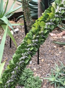 Review: Visiting the New York Botanical Gardens for Mother’s Day 2018