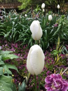 Review: Visiting the New York Botanical Gardens for Mother’s Day 2018