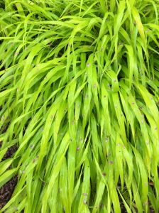 Review: Visiting the New York Botanical Gardens for Mother’s Day 2018