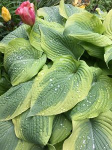 Review: Visiting the New York Botanical Gardens for Mother’s Day 2018