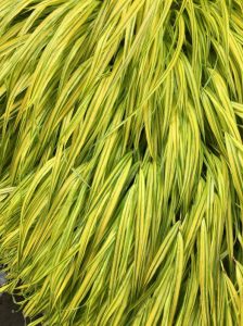 Review: Visiting the New York Botanical Gardens for Mother’s Day 2018