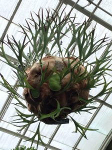 Review: Visiting the New York Botanical Gardens for Mother’s Day 2018