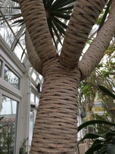 Review: Visiting the New York Botanical Gardens for Mother’s Day 2018